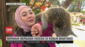 VIDEO: Bermain Bersama Hewan di Kebun Binatang Surabaya