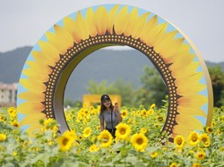 Petani Bunga Matahari Ngamuk Ladangnya Jadi Spot Foto Bugil