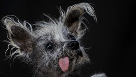 FOTO: Scooter, Pemenang Kontes Anjing Terjelek Sedunia