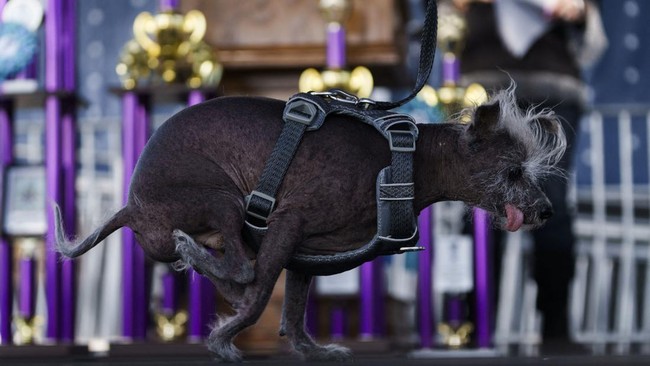 FOTO: Scooter, Pemenang Kontes Anjing Terjelek Sedunia