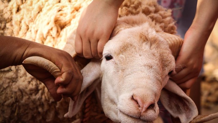 Pahami, Ini 3 Larangan yang Harus Dihindari Bagi Orang yang Hendak Berkurban!