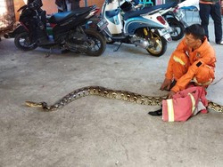 Ular Sanca Mejeng di Pohon Gegerkan Cimahi
