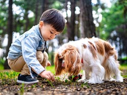 Anjing Bersikap Seperti Balita Saat Menolong Manusia, Kok Bisa?