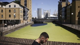 FOTO: Sungai London Terjajah Gulma usai Dilanda Gelombang Panas