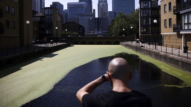 FOTO: Sungai London Terjajah Gulma usai Dilanda Gelombang Panas