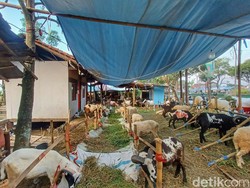 Keluh Kesah Penjual Hewan Kurban di Soreang Jelang Idul Adha