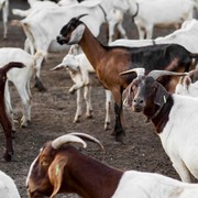 Secara Nutrisi dan Tingkat Kolesterol, Antara Daging Sapi vs Kambing Mana yang Lebih Sehat?