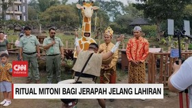 VIDEO:Ritual Mitoni Jerapah di Taman Safari Dengan Memecah Kelapa Muda