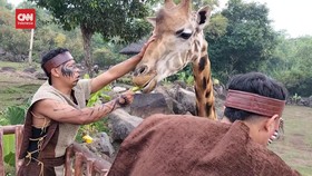 VIDEO: Jerapah Taman Safari Prigen 2 Gelar Ritual Mitoni Kehamilan