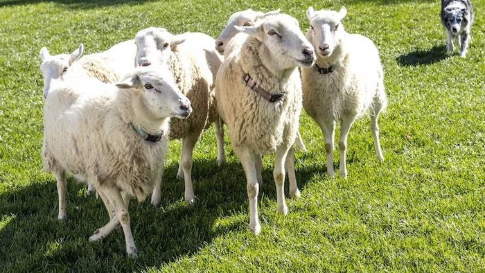 4 Tradisi Unik Perayaan Idul Adha di Sejumlah Daerah Indonesia, Ada Manten Sapi!