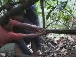 Detik-detik Piton 7 Meter Mangsa Babi Ditangkap-Dibunuh Warga di Bone