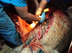 Pria Pencari Siput di Kutim Ditemukan di Perut Buaya Usai Hilang 2 Hari