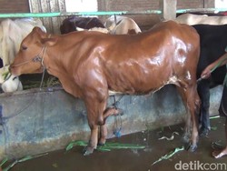Unik! Sapi Milik Warga Mejobo Kudus Ini Punya 5 Kaki
