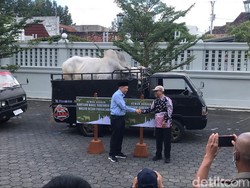 Gubernur-Wagub DIY Kurban 7 Sapi, Ini Daftar Masjid Penerimanya