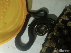 Ulah Ular Nongkrong di Dapur Bikin Panik Warga Sekejati Bandung