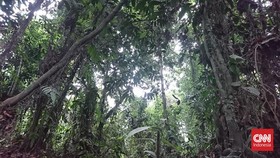 KLHK Kejar Target Beri Hutan Adat Tahun Ini, Sudah 80 Persen