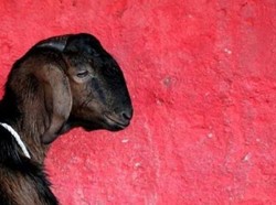 Berapa Usia Kambing Kurban untuk Idul Adha? Cek Ketentuannya