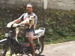 Target Vaksinasi Anjing di Klungkung Tuntas Agustus 2023