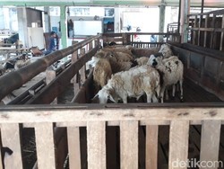 Pemprov Sumsel Pastikan Stok Hewan Kurban Cukup Penuhi Kebutuhan Idul Adha