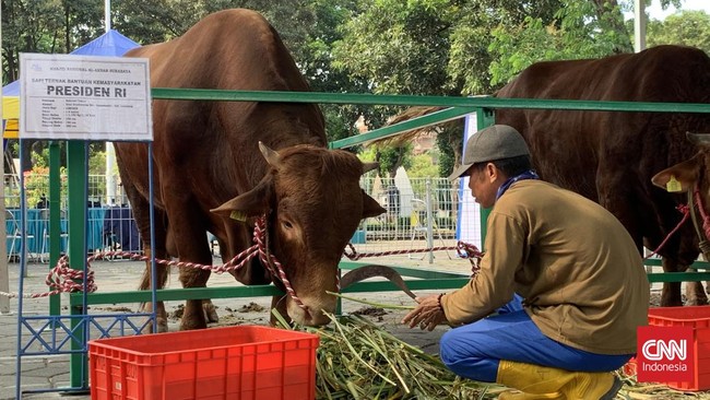Presiden Jokowi mengirimkan satu ekor sapi kurban ke Masjid Nasional Al Akbar Surabaya, Jawa Timur. Kedatangan sapi disambut oleh karpet merah.