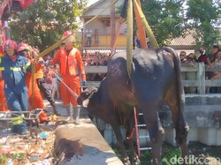 Sempat Berontak, Sapi yang Nyemplung di Bozem Surabaya Berhasil Dievakuasi