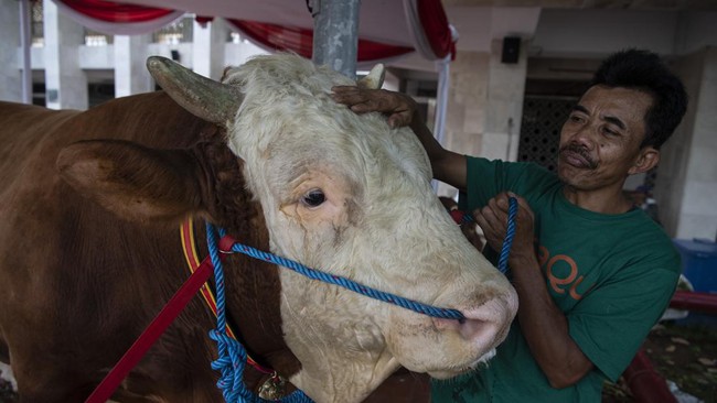 Gibran Rakabuming Raka menyumbangkan hewan kurban sapi jenis limousin berbobot 700 kilogram di Masjid Agung Al-Azhar, Jakarta saat Idul Adha 2024 1445 H.