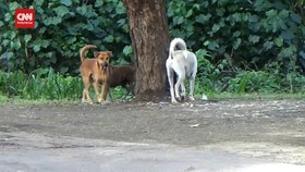 VIDEO: Bali Catat Ada 300 Kasus Positif Rabies, 4 Meninggal Dunia
