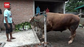 VIDEO: Sapi Presiden Berontak Hendak Dibawa Ke Lokasi Penyembelihan