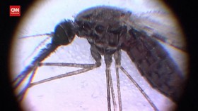 VIDEO: Hilang 20 Tahun, Malaria Muncul Lagi di Florida dan Texas