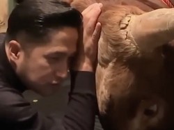Irfan Hakim Menangis Jelang Sapi Kurban Golden Disembelih