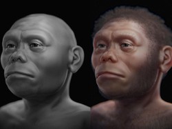 Homo Floresiensis Diduga Besar Berevolusi dari Homo Erectus Asia Awal