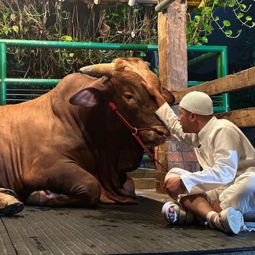 Terpopuler: Irfan Hakim Kurban Sapi Jumbo vs Potongan Tubuh Korban Kapal Selam Titan