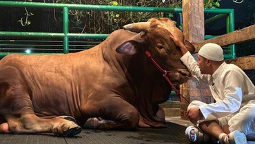 Terpopuler: Irfan Hakim Kurban Sapi Jumbo vs Potongan Tubuh Korban Kapal Selam Titan