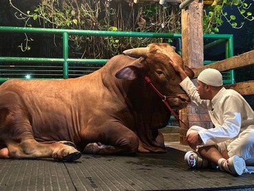 img-title Terpopuler: Irfan Hakim Kurban Sapi Jumbo vs Potongan Tubuh Korban Kapal Selam Titan