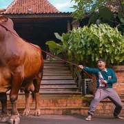 5 Artis Ini Berkurban Sapi Jumbo Buat Idul Adha, Ada Yang Harganya Sampai 300 Juta?