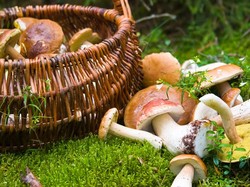 Nikmat Segar! 5 Manfaat Kopi Jamur Untuk Kesehatan Tubuh