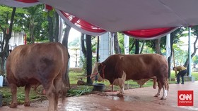 Warga Antusias Foto Bareng Sapi Jokowi dan Ma'ruf di Masjid Istiqlal