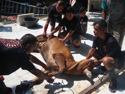 7 Hikmah Qurban, Lebih dari Sekadar Ibadah Penyembilan di Hari Raya Idul Adha
