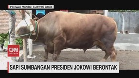 VIDEO: Melihat Sapi Kurban Presiden Jokowi dan Wapres