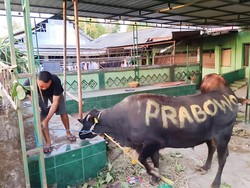 Prabowo Kurban 2 Ekor Sapi Limosin di NTB