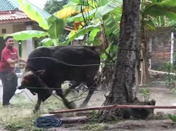 Geger Sapi Kurban Ngamuk Usai Lihat Warga Berbaju Merah