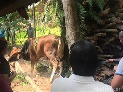 Serba-serbi Hari Raya Kurban, Sapi Hilang-Ngamuk karena Suara Motor