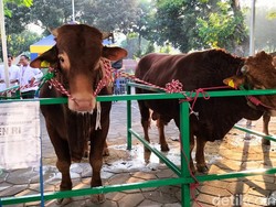 Wow, Ternyata Sapi Hewan Sosial dan Peka