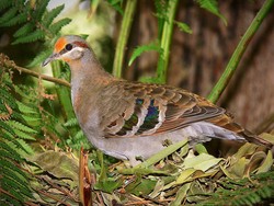 14 Hewan Beracun Paling Unik, Termasuk Merpati Cantik dari Australia