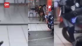 VIDEO: Sapi Lepas Rusak Minimarket Hingga Masuk Tempat Bimbel
