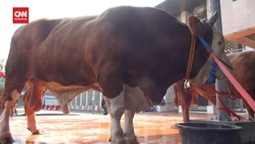 VIDEO: Sapi Jokowi & Ma'ruf Amin di Masjid Istiqlal Disembelih 1 Juli