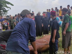 Hukum Melaksanakan Akikah dan Kurban Sekaligus, Simak Selengkapnya!