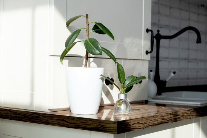 ficus cuttings. Breeding potted plants. Ficus elastica
