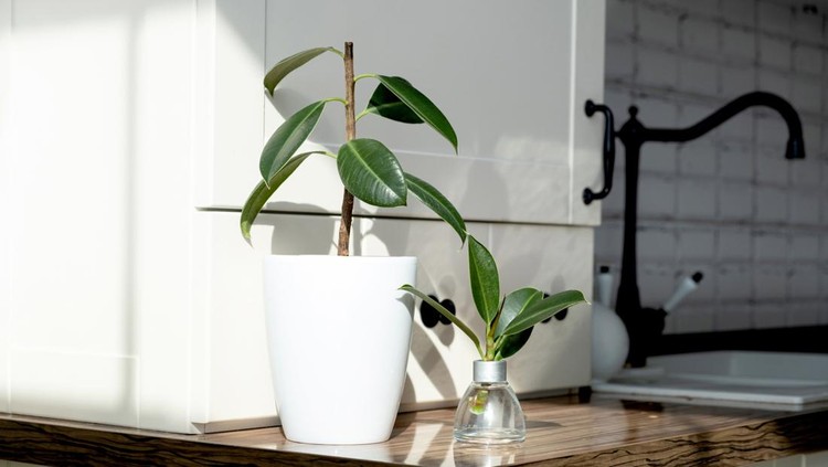 1331281593 ficus cuttings. Breeding potted plants. Ficus elastica