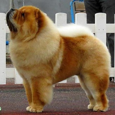 10 Ras Anjing Termahal di Dunia, Harganya Bikin Melongo